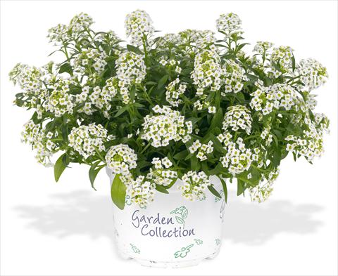 Photo de variété de fleurs à utiliser comme: Pot et Plante à massif Lobularia maritima Silver Stream white