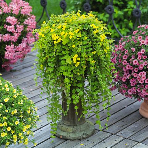 Photo de variété de fleurs à utiliser comme: Plante à massif/ plante de bordure Lysimachia congestifolia Goldilocks