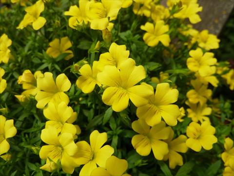 Photo de variété de fleurs à utiliser comme: Pot, Plante à massif, patio Mecardonia Magic Carpet Yellow