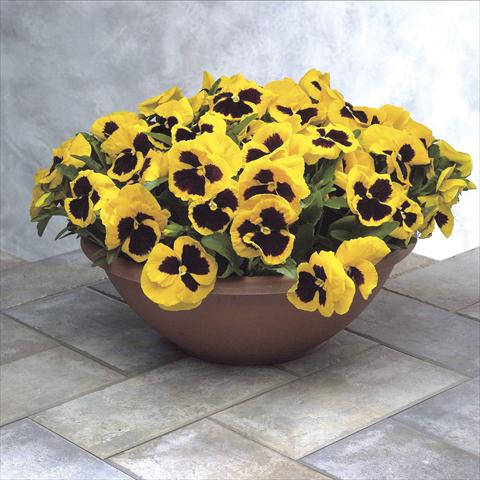 Photo de variété de fleurs à utiliser comme: Pot et Plante à massif Viola wittrockiana Power Yellow w blotch