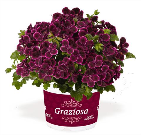 Photo de variété de fleurs à utiliser comme: Patio, pot Pelargonium interspec. RED FOX Graziosa Piccola Merlot wine red pink edge