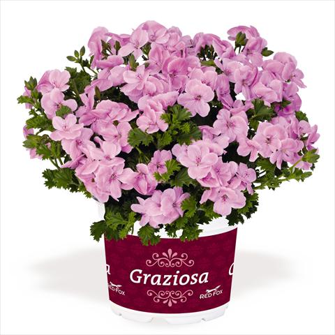Photo de variété de fleurs à utiliser comme: Patio, pot Pelargonium interspec. RED FOX Graziosa Piccola Soft Pink