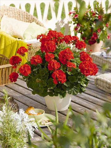 Photo de variété de fleurs à utiliser comme: Pot, Plante à massif, patio Pelargonium zonale RED FOX Green Series Andria