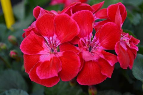 Photo de variété de fleurs à utiliser comme: Pot, Plante à massif, patio Pelargonium zonale RED FOX TexMex Ruby 2013 ruby red pink edge