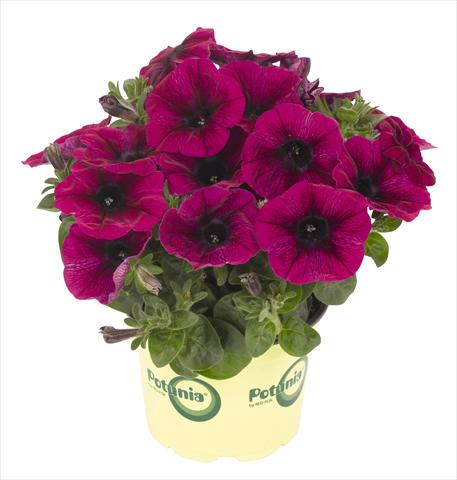 Photo de variété de fleurs à utiliser comme: Pot, Plante à massif, patio, Suspension Petunia RED FOX Potunia® Deep Purple 2013 intense purple