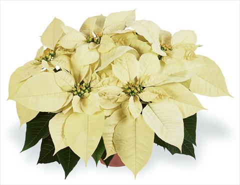 Photo de variété de fleurs à utiliser comme: Pot Poinsettia - Euphorbia pulcherrima RED FOX Families Premium White