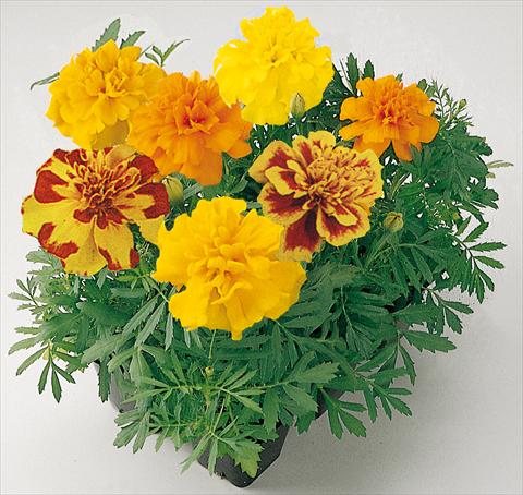 Photo de variété de fleurs à utiliser comme: Plante à massif/ plante de bordure Tagetes patula Adventure Mix