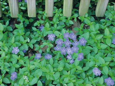 Photo de variété de fleurs à utiliser comme: Pot et Plante à massif Catharanthus roseus - Vinca Vinca Minor