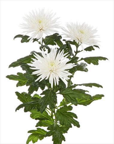 Photo de variété de fleurs à utiliser comme: Pot et Plante à massif Chrysanthemum Anastasia Special