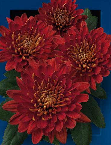 Photo de variété de fleurs à utiliser comme: Pot et Plante à massif Chrysanthemum Charmena