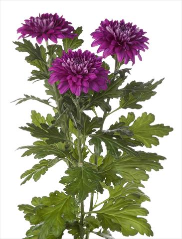 Photo de variété de fleurs à utiliser comme: Pot et Plante à massif Chrysanthemum Desna Dark