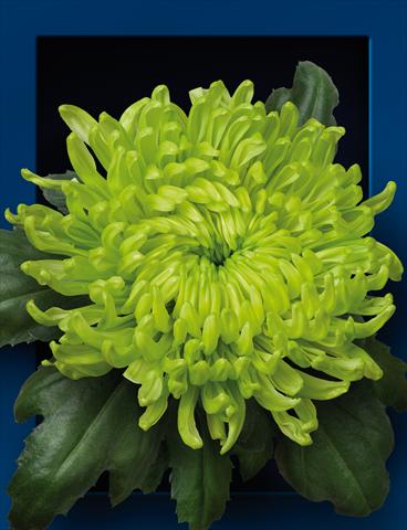 Photo de variété de fleurs à utiliser comme: Pot et Plante à massif Chrysanthemum Globe Green