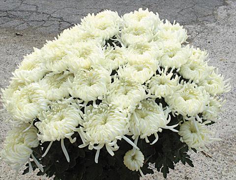Photo de variété de fleurs à utiliser comme: Pot et Plante à massif Chrysanthemum Paride