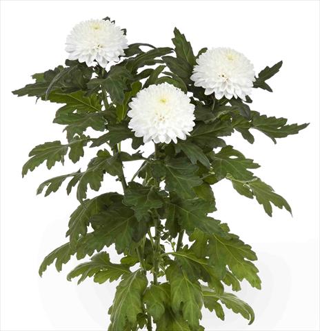Photo de variété de fleurs à utiliser comme: Pot et Plante à massif Chrysanthemum Valor