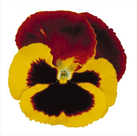 Photo de variété de fleurs à utiliser comme: Pot et Plante à massif Viola wittrockiana Super Majestic Giants Red Cap
