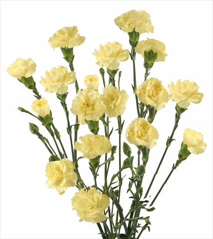 Photo de variété de fleurs à utiliser comme: Fleur coupée Dianthus caryophyllus Sven