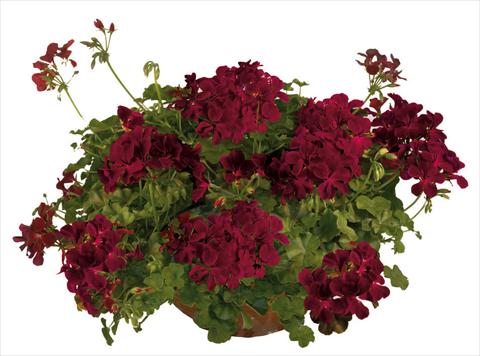 Photo de variété de fleurs à utiliser comme: Pot, patio, Suspension Pelargonium peltatum Joker Burgundy