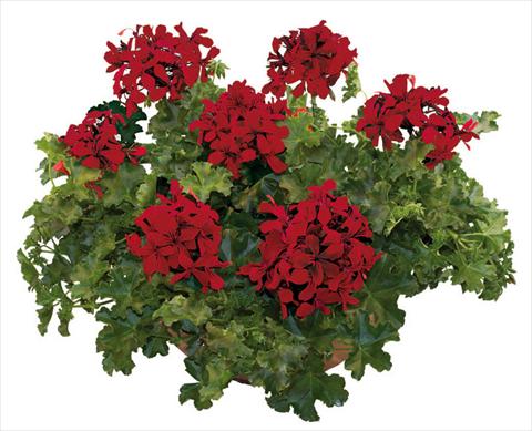 Photo de variété de fleurs à utiliser comme: Pot, patio, Suspension Pelargonium peltatum Joker Dark Red