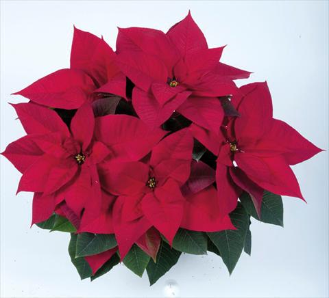 Photo de variété de fleurs à utiliser comme: Pot Poinsettia - Euphorbia pulcherrima RE-AL® Red