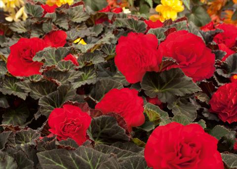 Photo de variété de fleurs à utiliser comme: Pot, Plante à massif, patio, Suspension Begonia tuberhybrida NonStop® Mocca Cherry