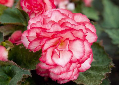 Photo de variété de fleurs à utiliser comme: Pot, Plante à massif, patio, Suspension Begonia tuberhybrida NonStop® Rose Petticoat Improved