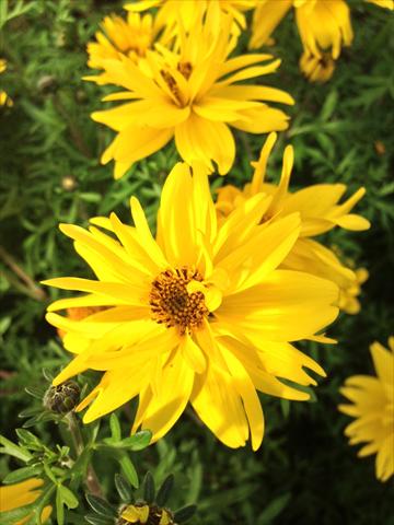 Photo de variété de fleurs à utiliser comme: Pot, Plante à massif, patio, Suspension Bidens ferulifolia Bee Super Joy