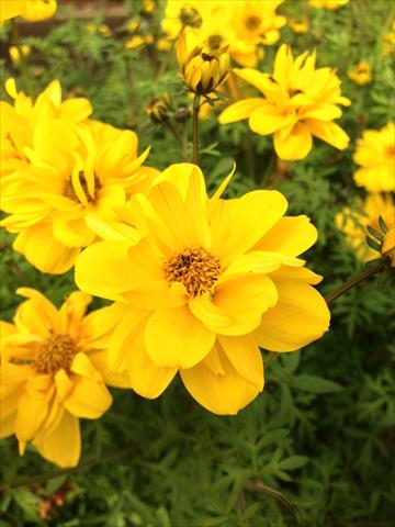 Photo de variété de fleurs à utiliser comme: Pot, Plante à massif, patio, Suspension Bidens ferulifolia Bee Super Sun