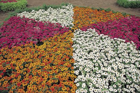 Photo de variété de fleurs à utiliser comme: Plante à massif/ plante de bordure Zinnia interspecifica Profusion Miscuglio