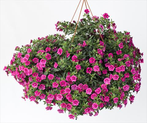 Photo de variété de fleurs à utiliser comme: Pot, Plante à massif, patio, Suspension Calibrachoa Caloha Double Rose