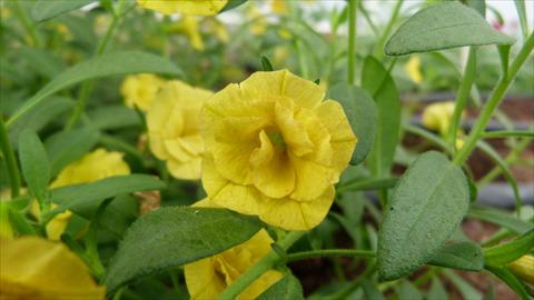 Photo de variété de fleurs à utiliser comme: Pot, Plante à massif, patio, Suspension Calibrachoa Caloha Double Yellow