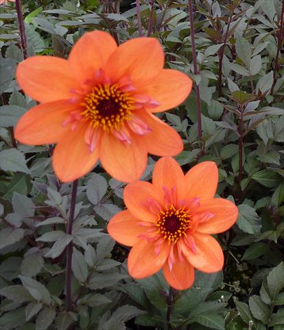 Photo de variété de fleurs à utiliser comme: Pot et Plante à massif Dahlia Dream Seeker