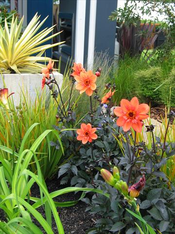 Photo de variété de fleurs à utiliser comme: Pot et Plante à massif Dahlia Mystic Garden