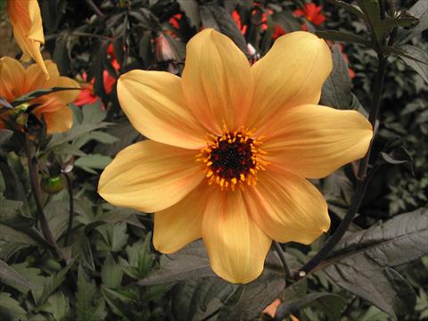 Photo de variété de fleurs à utiliser comme: Pot et Plante à massif Dahlia Mystic Spirit