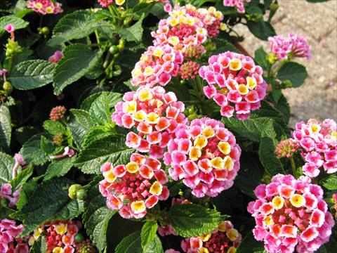Photo de variété de fleurs à utiliser comme: Pot, Plante à massif, patio Lantana camara Evita Pink