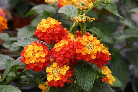 Photo de variété de fleurs à utiliser comme: Pot, Plante à massif, patio Lantana camara Evita Red LR