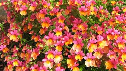 Photo de variété de fleurs à utiliser comme: Suspension / pot Nemesia Spicy Bicolor Orange Rose