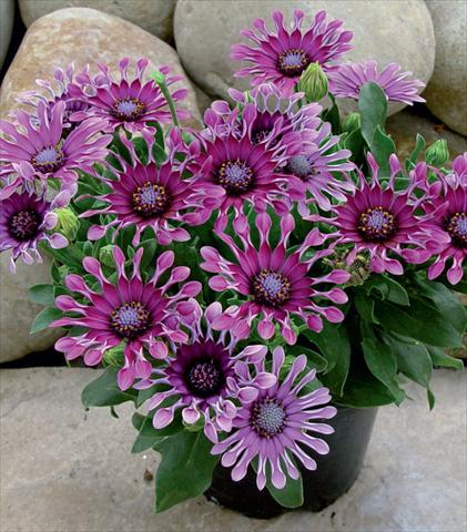 Photo de variété de fleurs à utiliser comme: Pot et Plante à massif Osteospermum Astra Purple Spoon