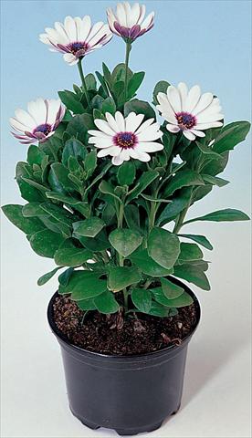 Photo de variété de fleurs à utiliser comme: Pot et Plante à massif Osteospermum Astra White