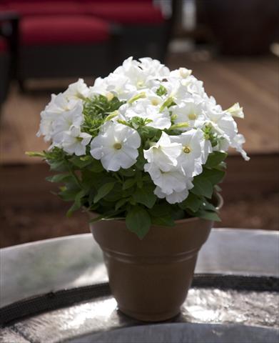 Photo de variété de fleurs à utiliser comme: Pot, Plante à massif, patio, Suspension Petunia Bingo White