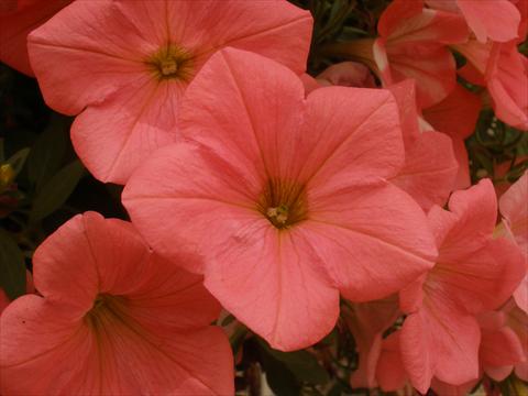 Photo de variété de fleurs à utiliser comme: Pot, Plante à massif, patio, Suspension Petunia Happy® Coral