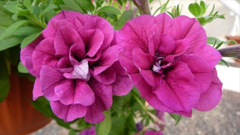 Photo de variété de fleurs à utiliser comme: Pot, Plante à massif, patio, Suspension Petunia Happy® Double Purple