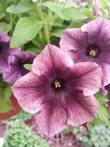 Photo de variété de fleurs à utiliser comme: Pot, Plante à massif, patio, Suspension Petunia Happy Magic Dark Caramel Star