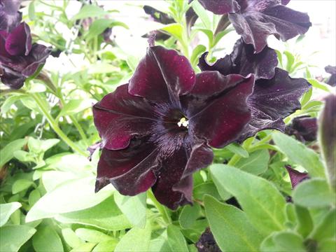 Photo de variété de fleurs à utiliser comme: Pot, Plante à massif, patio, Suspension Petunia Happy Magic Black Star