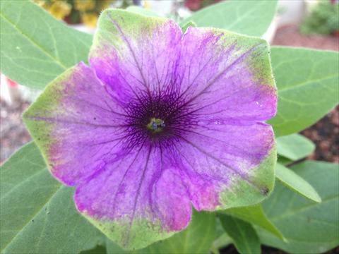 Photo de variété de fleurs à utiliser comme: Pot, Plante à massif, patio, Suspension Petunia Happy Magic Blue with Green Edge