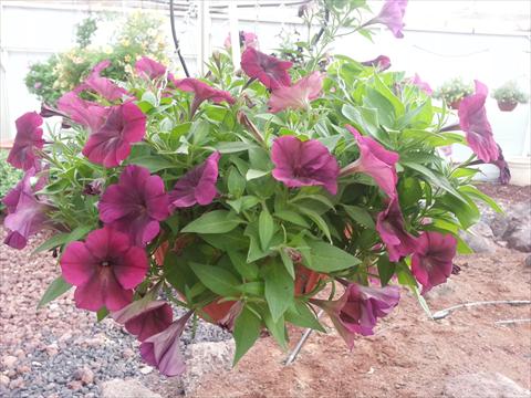 Photo de variété de fleurs à utiliser comme: Pot, Plante à massif, patio, Suspension Petunia Happy Magic Bordeaux