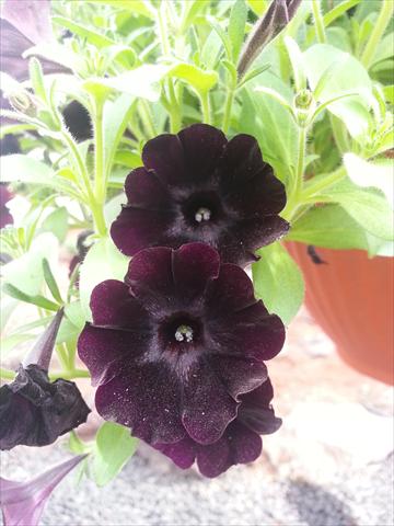 Photo de variété de fleurs à utiliser comme: Pot, Plante à massif, patio, Suspension Petunia Happy Magic Charocal Black
