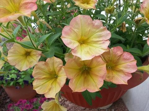 Photo de variété de fleurs à utiliser comme: Pot, Plante à massif, patio, Suspension Petunia Happy Magic Cremissimo
