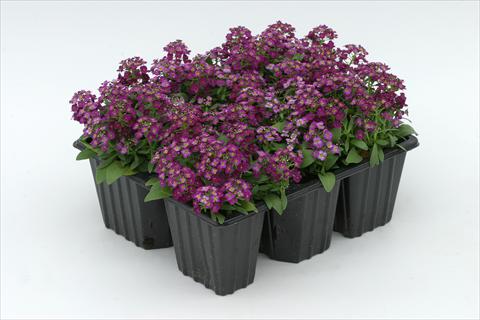 Photo de variété de fleurs à utiliser comme: Plante à massif/ plante de bordure Alyssum maritimum Golf Violet
