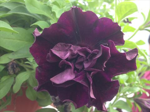Photo de variété de fleurs à utiliser comme: Pot, Plante à massif, patio, Suspension Petunia Happy Magic Double Dark Velvet