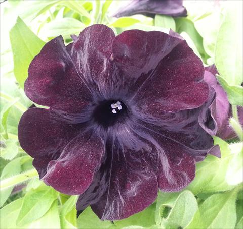 Photo de variété de fleurs à utiliser comme: Pot, Plante à massif, patio, Suspension Petunia Happy Magic Giant Black Bordeaux